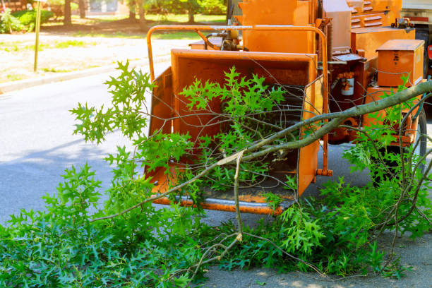 Best Tree Health Inspection  in Boyceville, WI