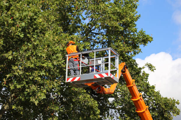 Best Seasonal Cleanup (Spring/Fall)  in Boyceville, WI