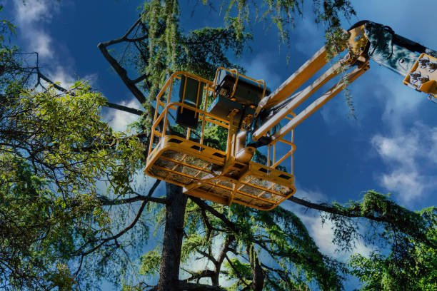 How Our Tree Care Process Works  in  Boyceville, WI