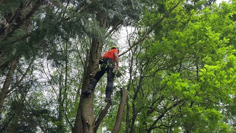 Best Leaf Removal  in Boyceville, WI