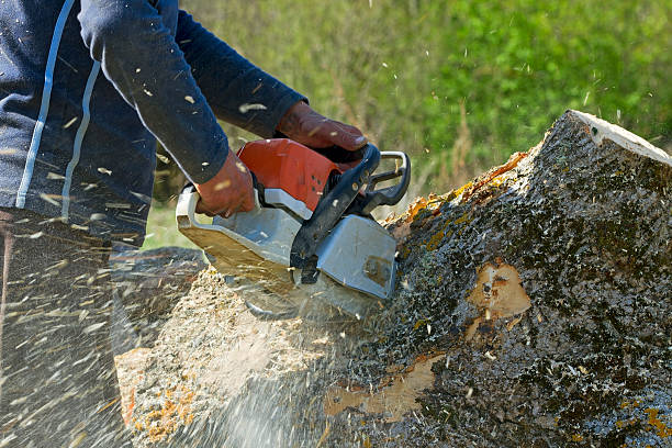 Best Lawn Maintenance Plans  in Boyceville, WI
