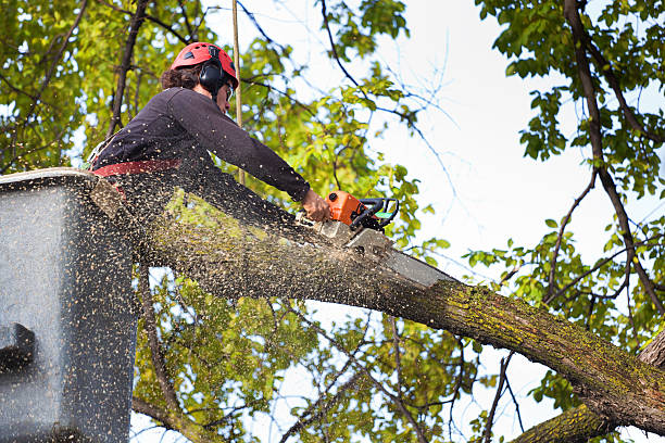 Best Lawn Irrigation Installation and Maintenance  in Boyceville, WI
